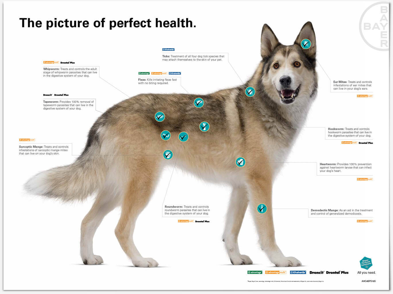 In-vet poster for Bayer products