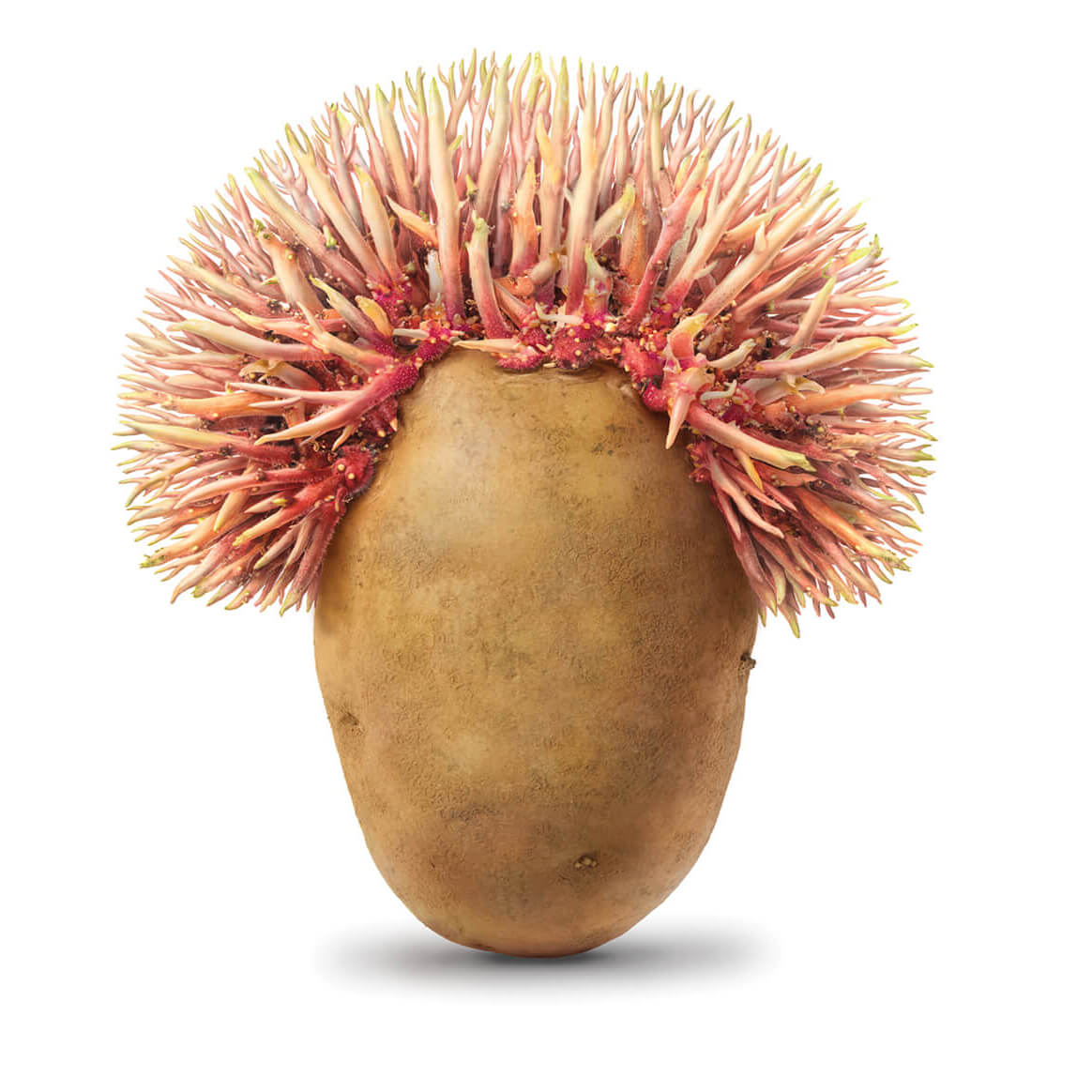 Amvac Smartblock, illustrations of a potato with roots shaped as an afro hairdo