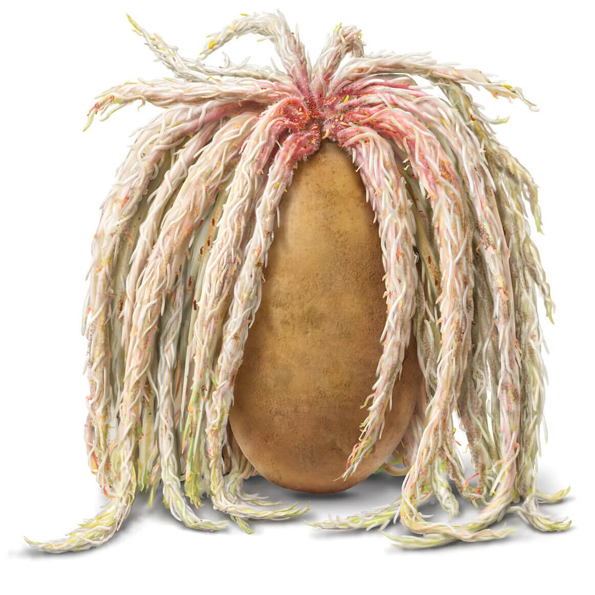 Amvac Smartblock, illustrations of a potato with roots shaped as dreadlocks hairdo