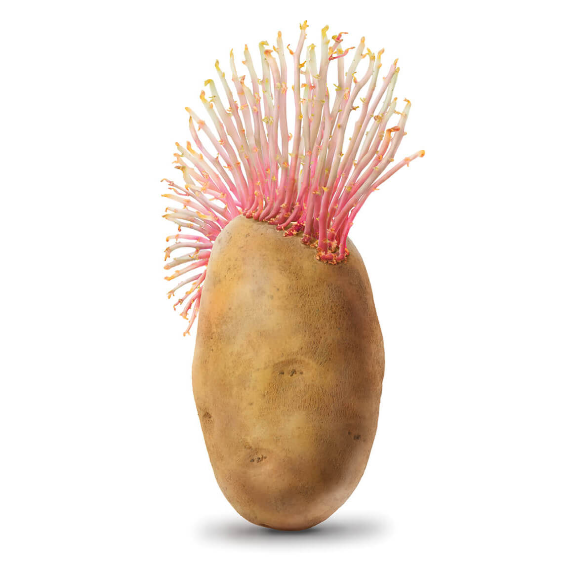 Amvac Smartblock, illustrations of a potato with roots shaped as a mohawk hairdo
